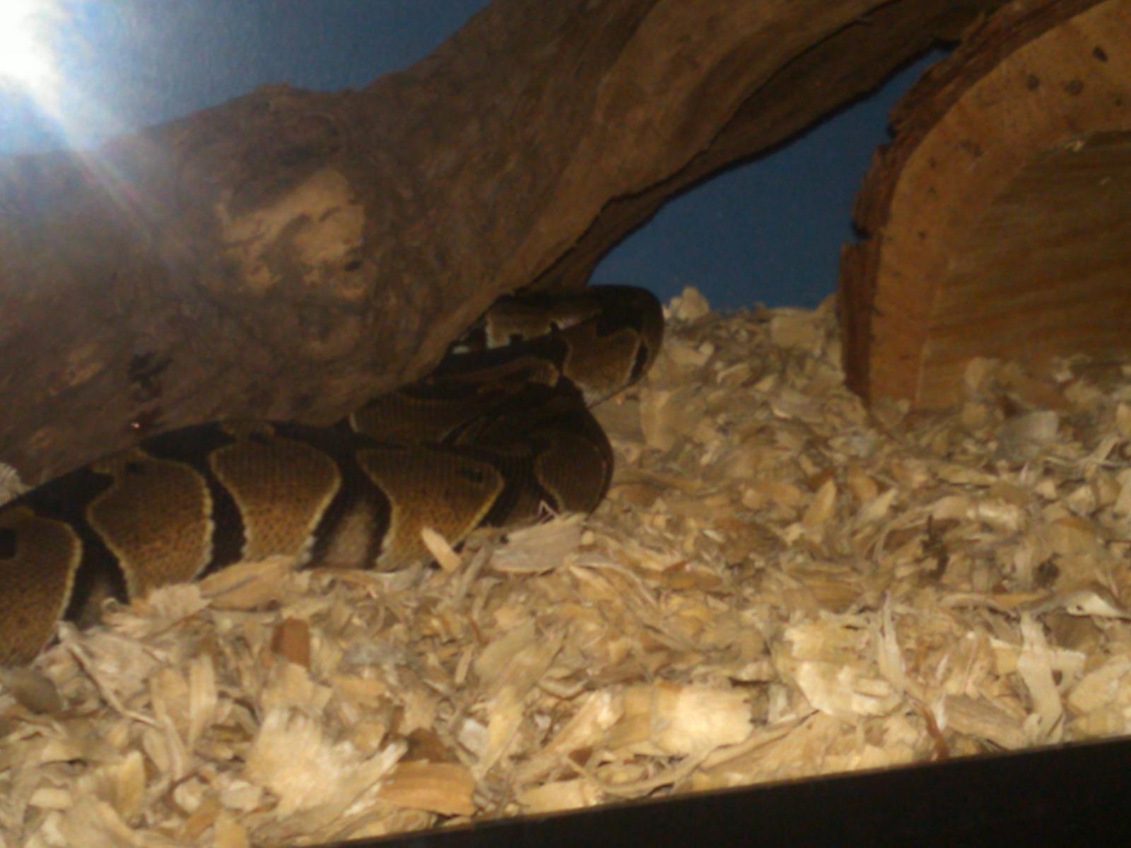 My Daughter's Normal BP "Coko"