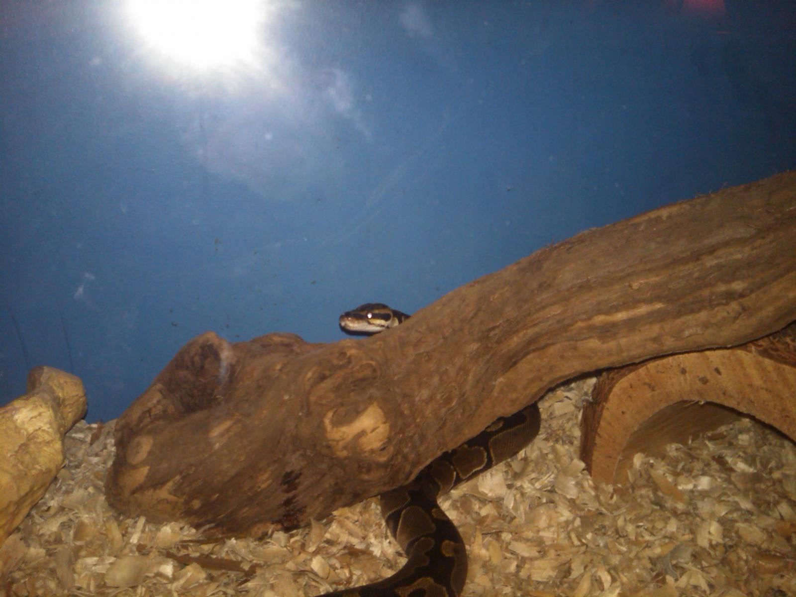 My Daughter's Normal BP "Coko"
