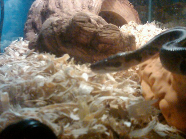 My Daughter's Normal BP "Coko"