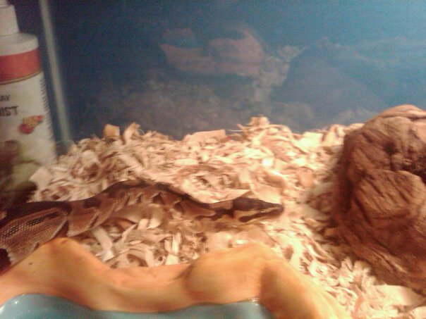 My Daughter's Normal BP "Coko"