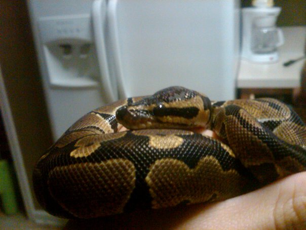 My Daughter normal BP named Coko