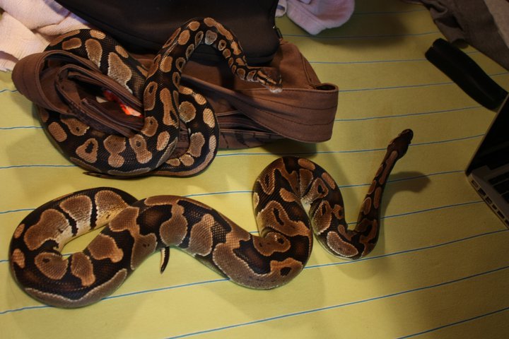 new snakes