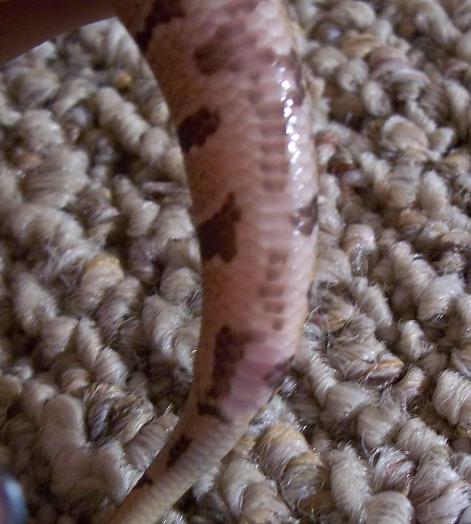 Pink Cloaca