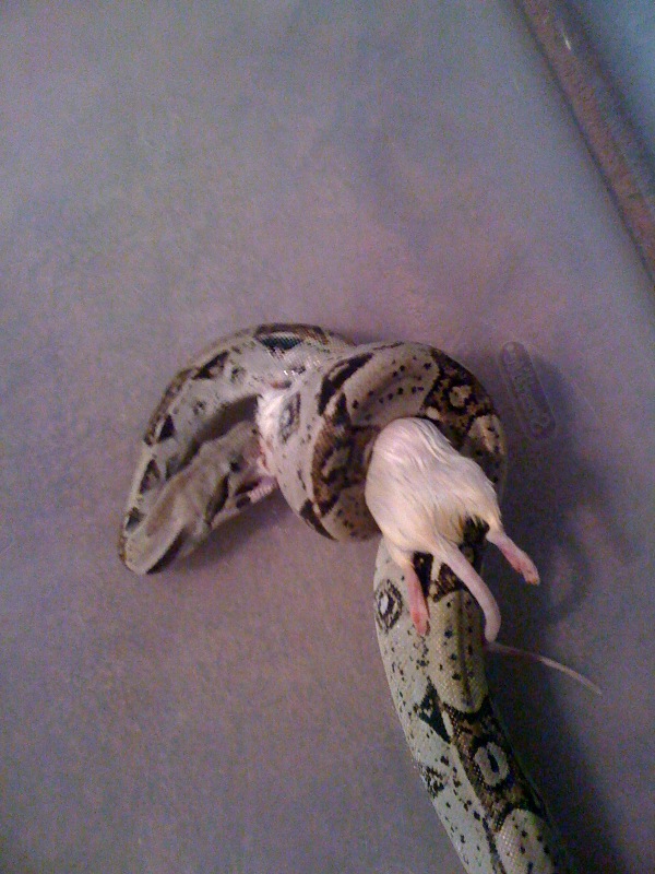 Pastel Jungle Boa (Besty)
