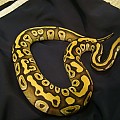 My Male Mojave Ball Python