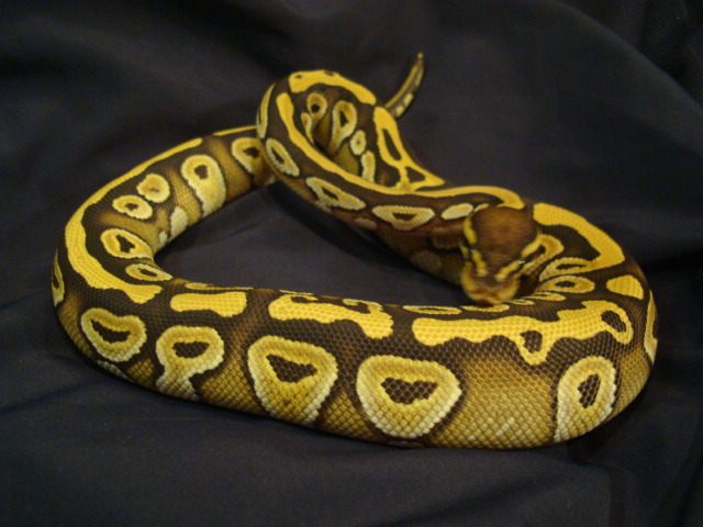 My Male Mojave Ball Python