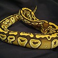 My Male Mojave Ball Python