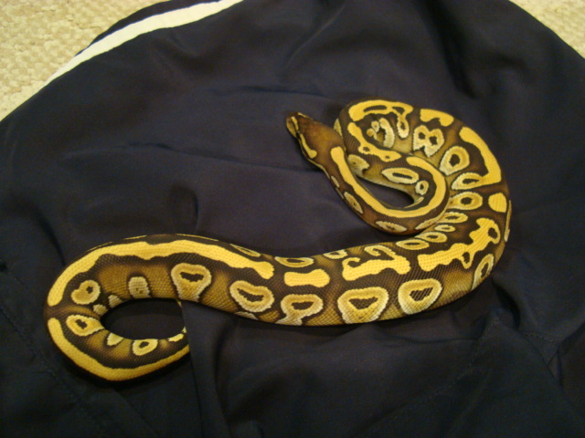 My Male Mojave Ball Python