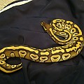 My Male Mojave Ball Python