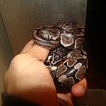 Neno (Axanthic BP MAle)