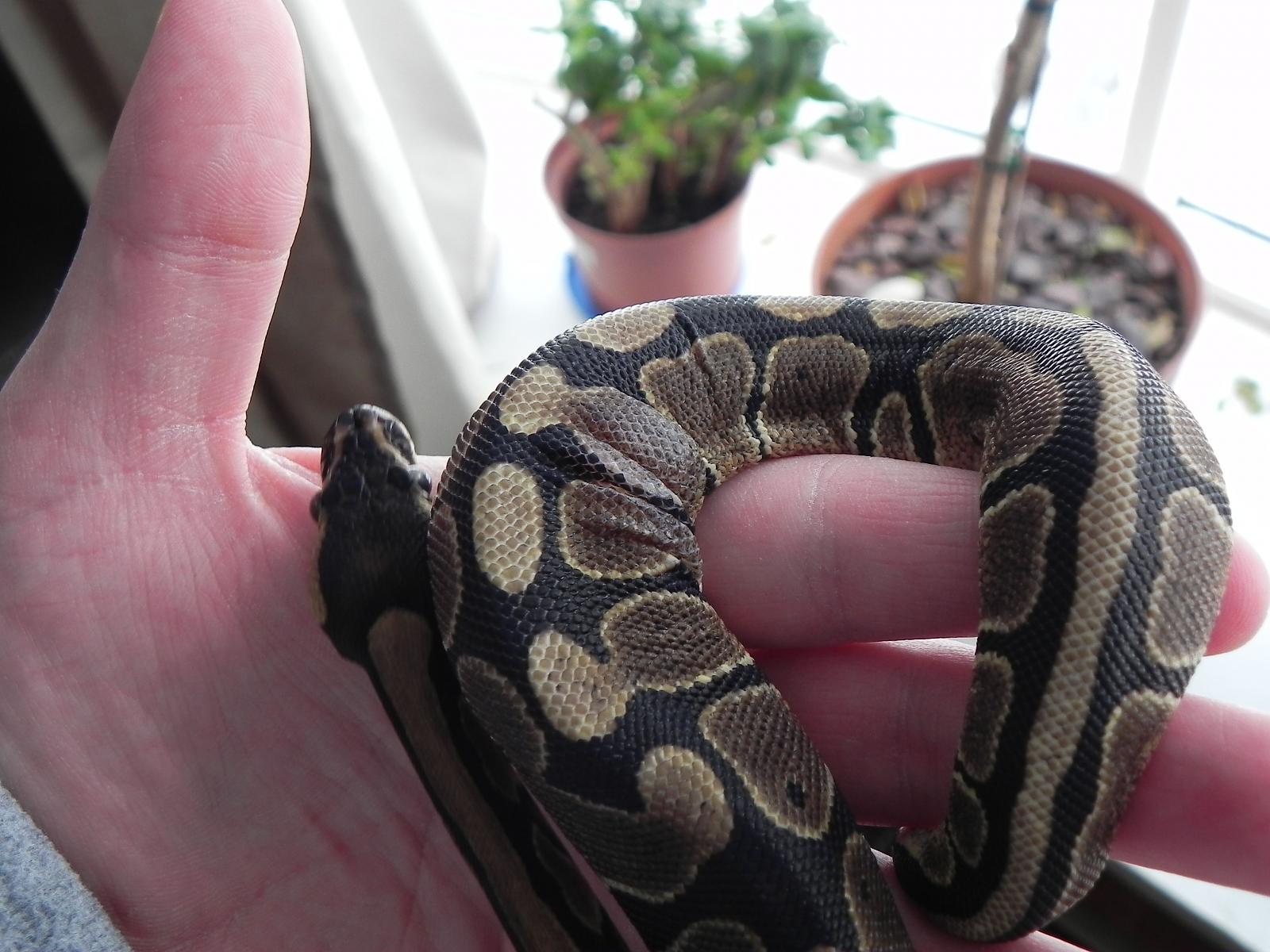 My BP