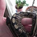 My BP