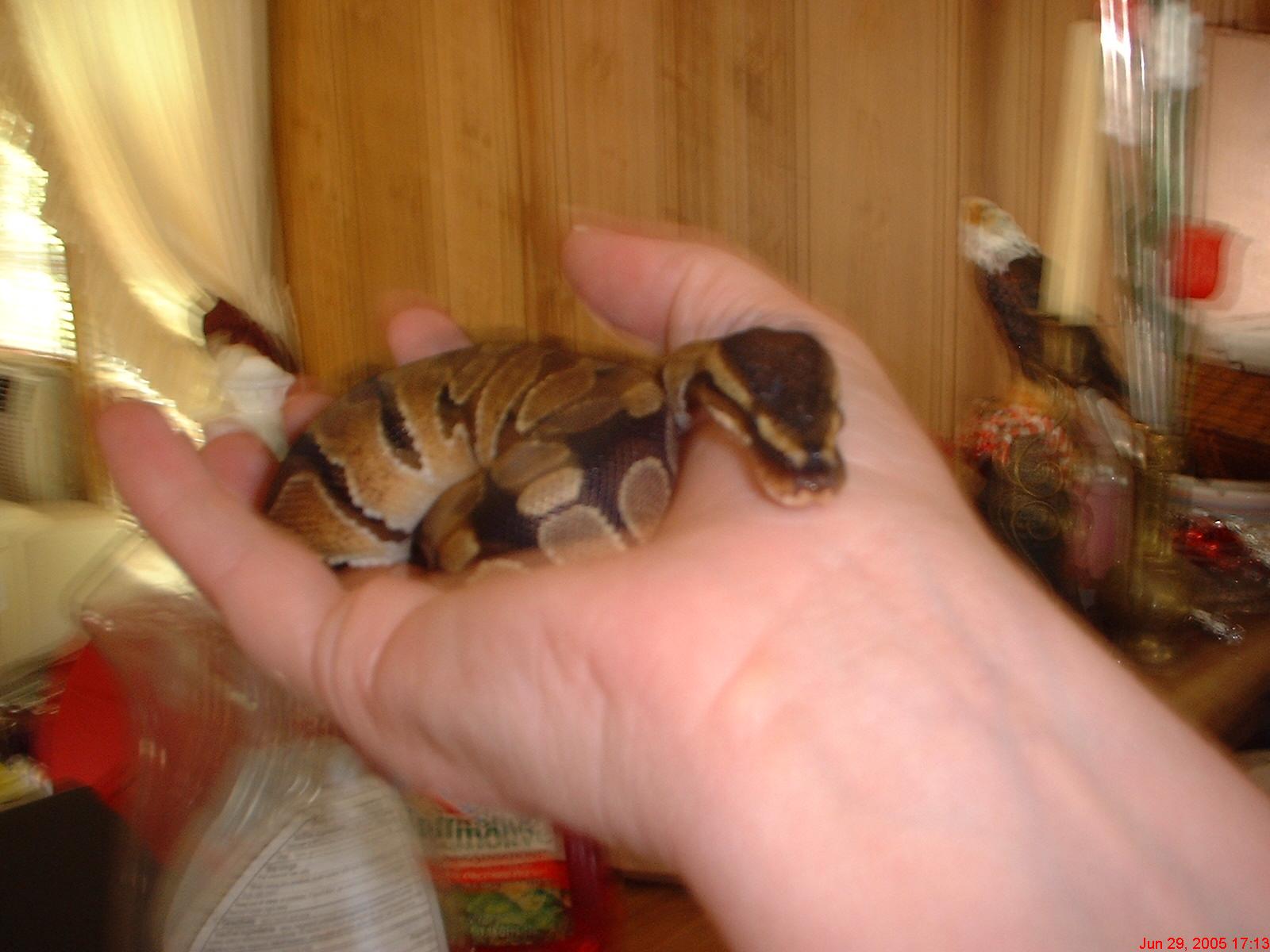 New Baby(2 months old)6-28-2005