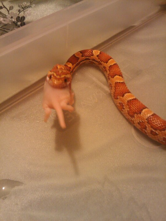 Habebe grubbin