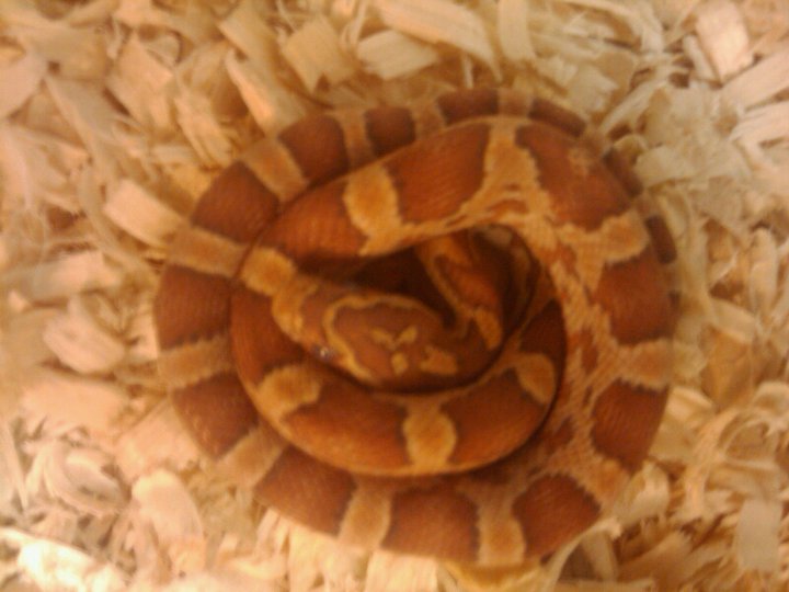 All curled up