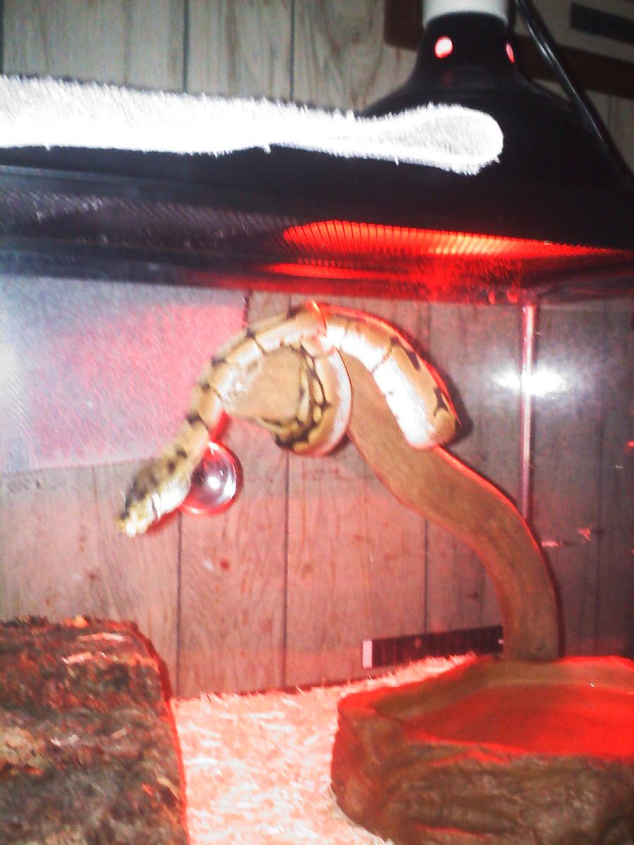 Pedro