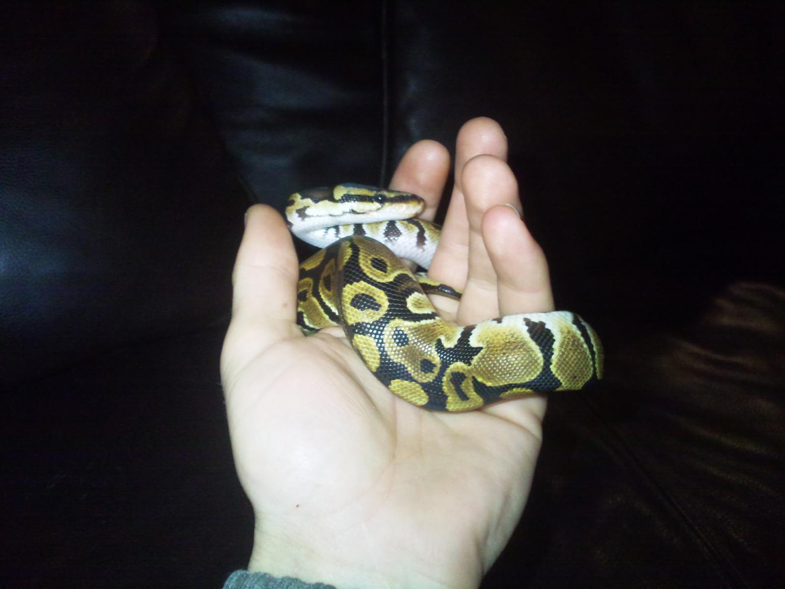 Woody!