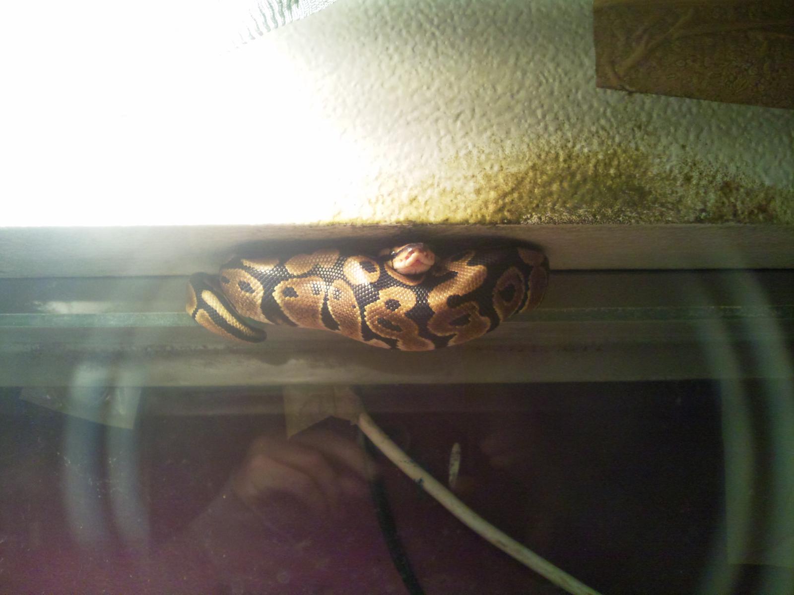 Woody!