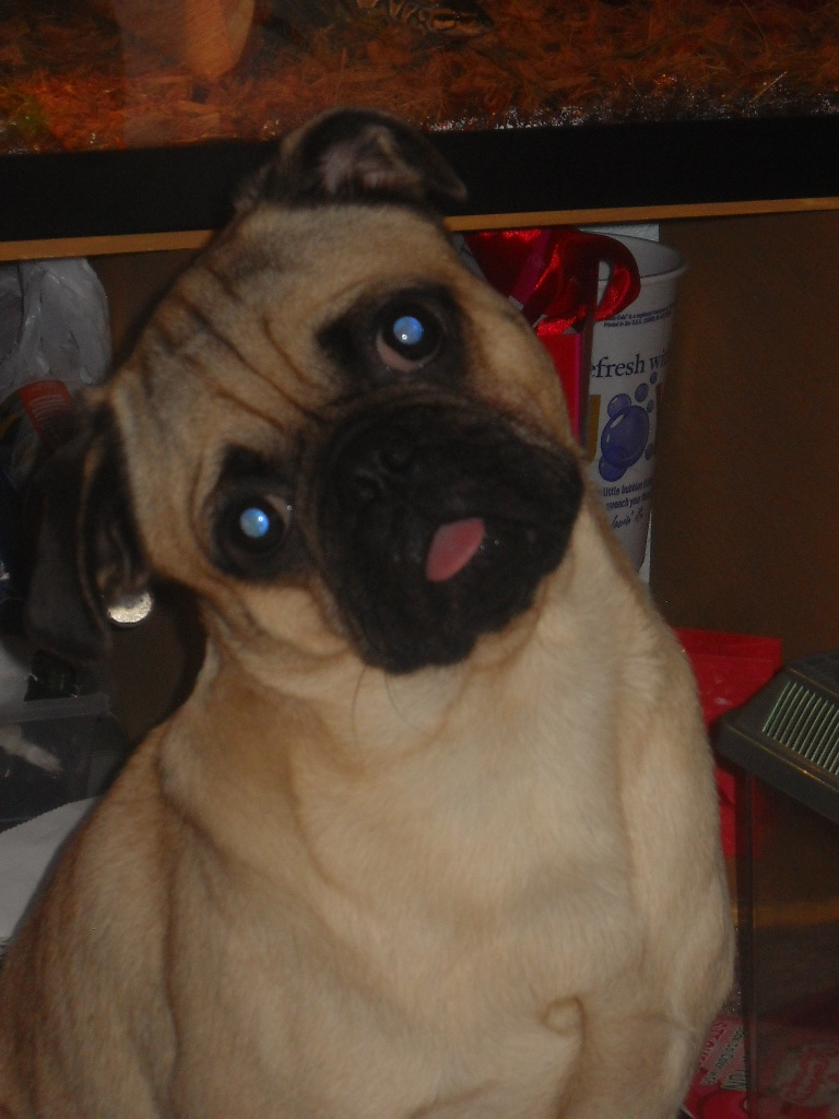 My Pug Ozzy <3