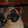 My Pug Ozzy <3