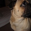 My Pug Ozzy <3