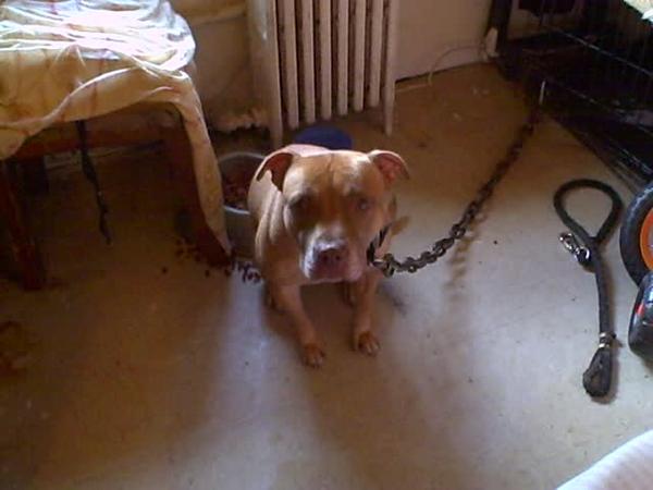 My dog Goldie