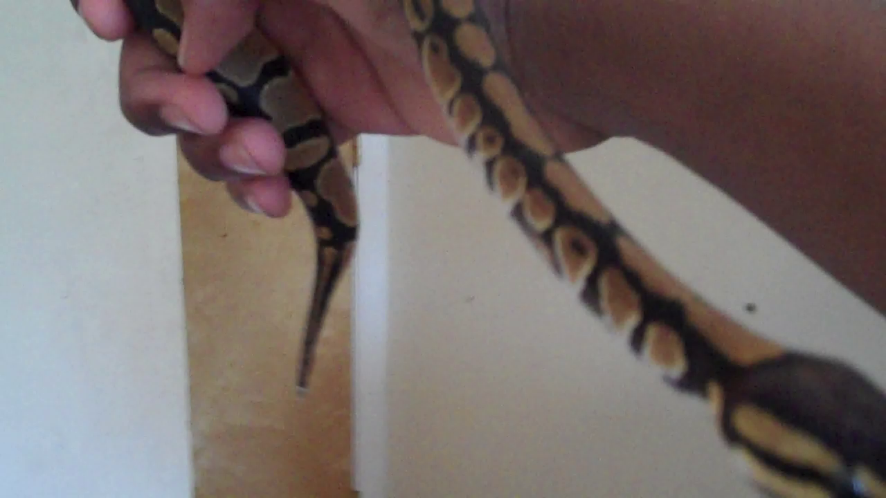 More ball python pics