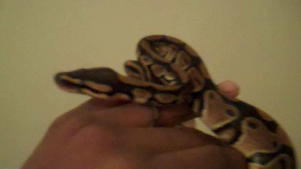 Ball python (beauty)