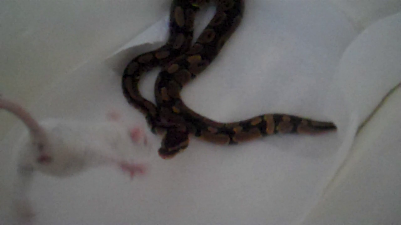 Ball python (beauty)