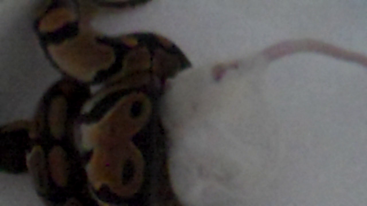 Ball python (beauty)