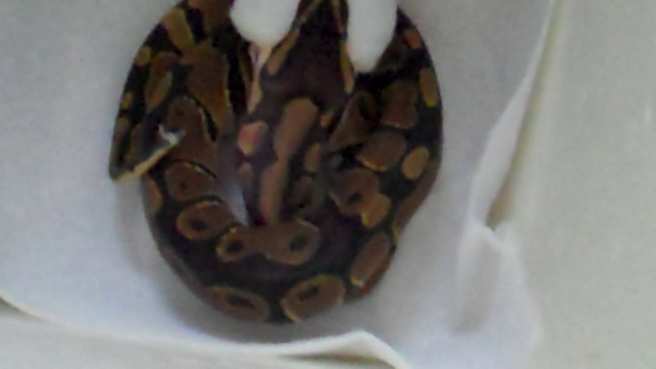 Ball python (beauty)
