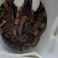 Ball python (beauty)