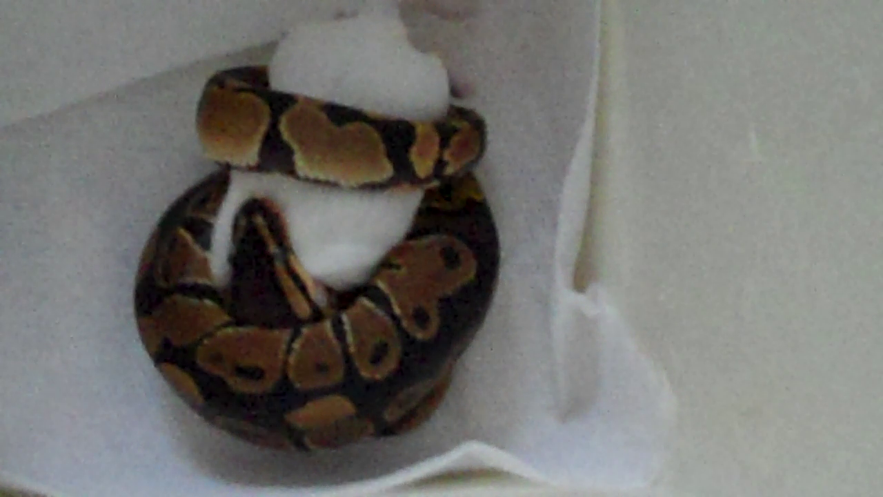 Ball python (beauty)