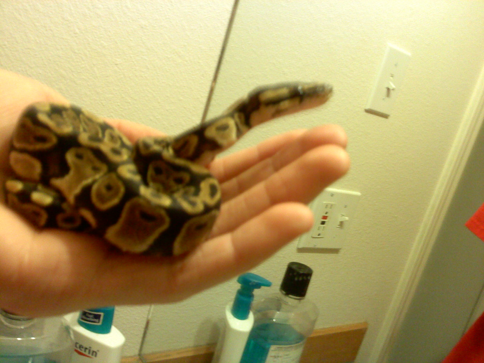 Kaa