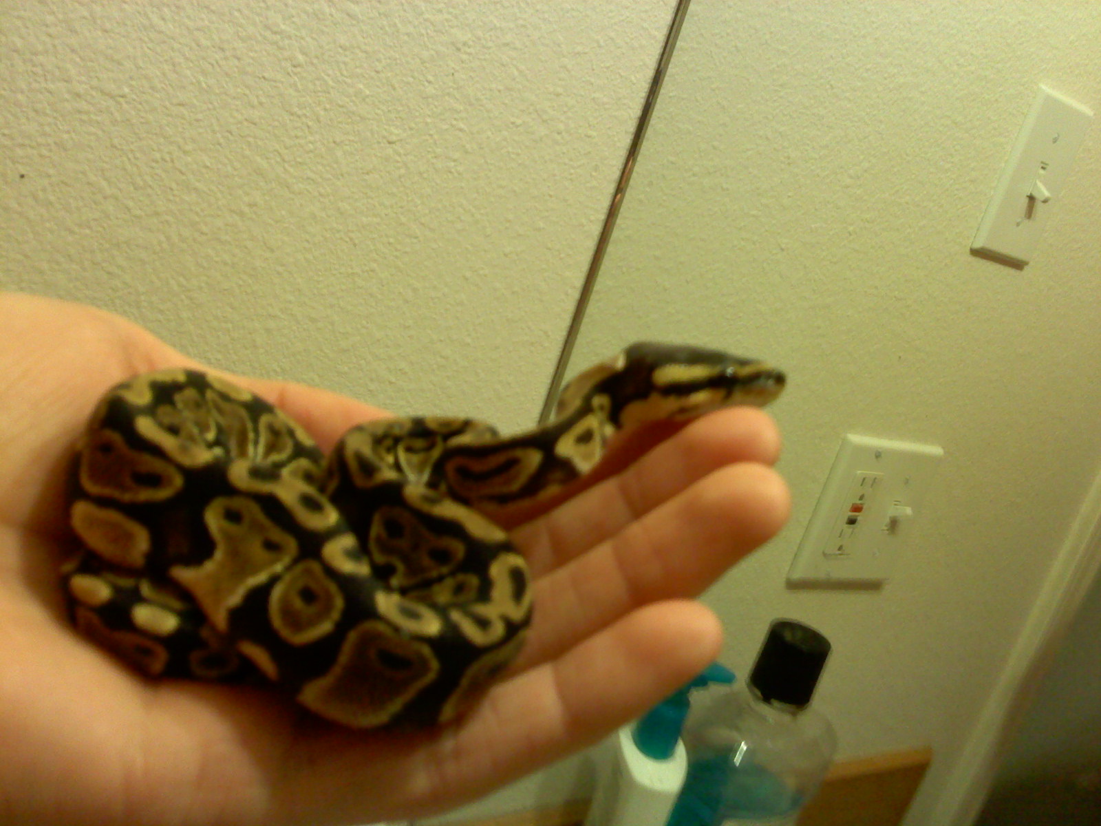 Kaa