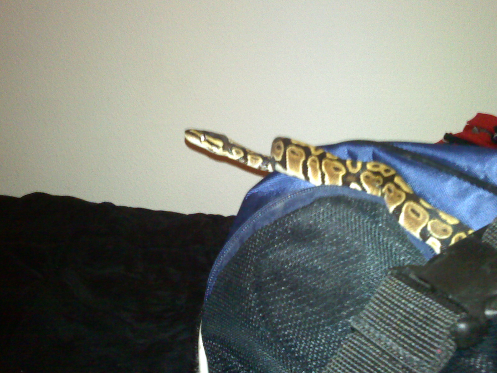 Kaa