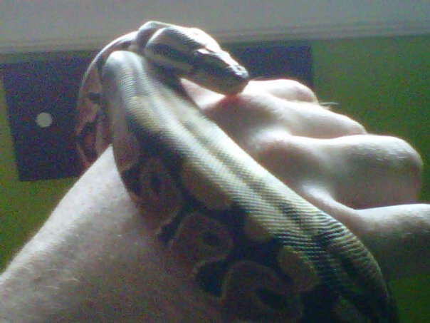 My new seven month old ball python !