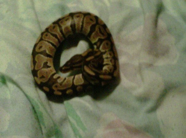My new seven month old ball python !