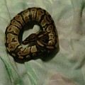 My new seven month old ball python !