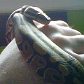 My new seven month old ball python !
