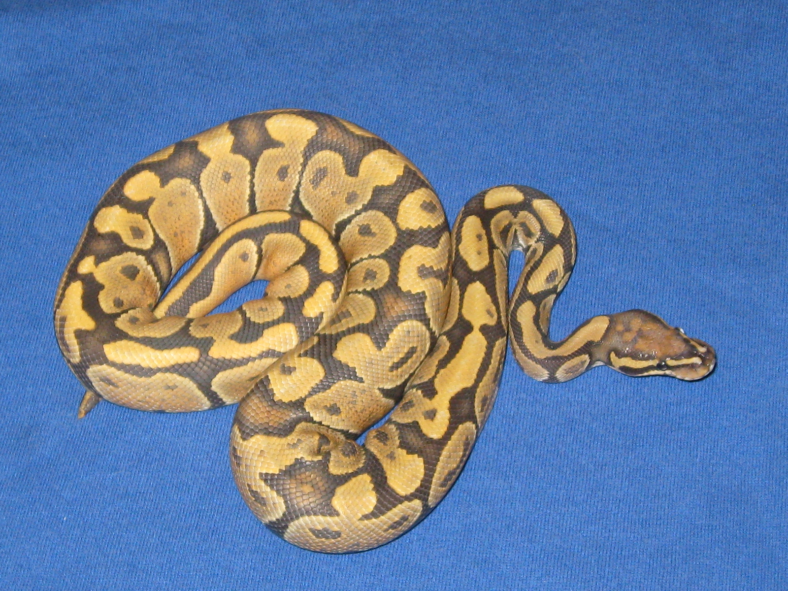 Ball Pythons