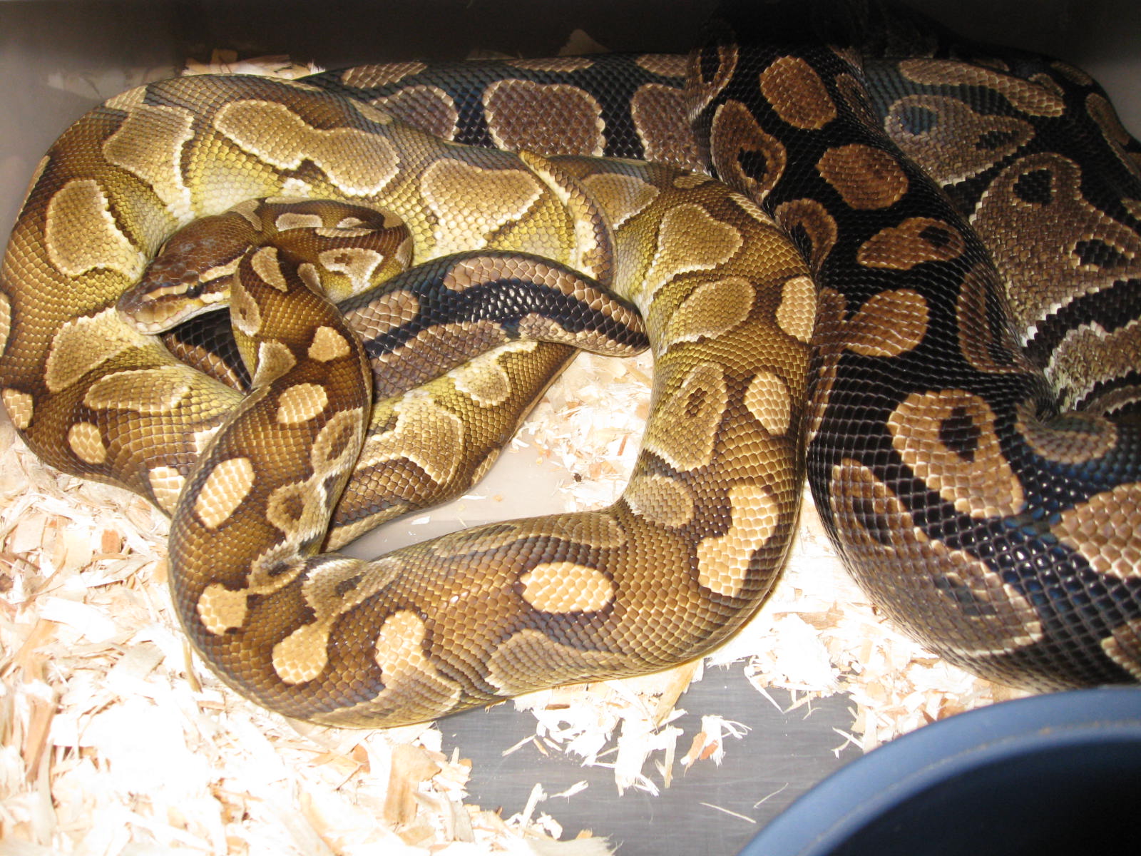 Lesser X Normal