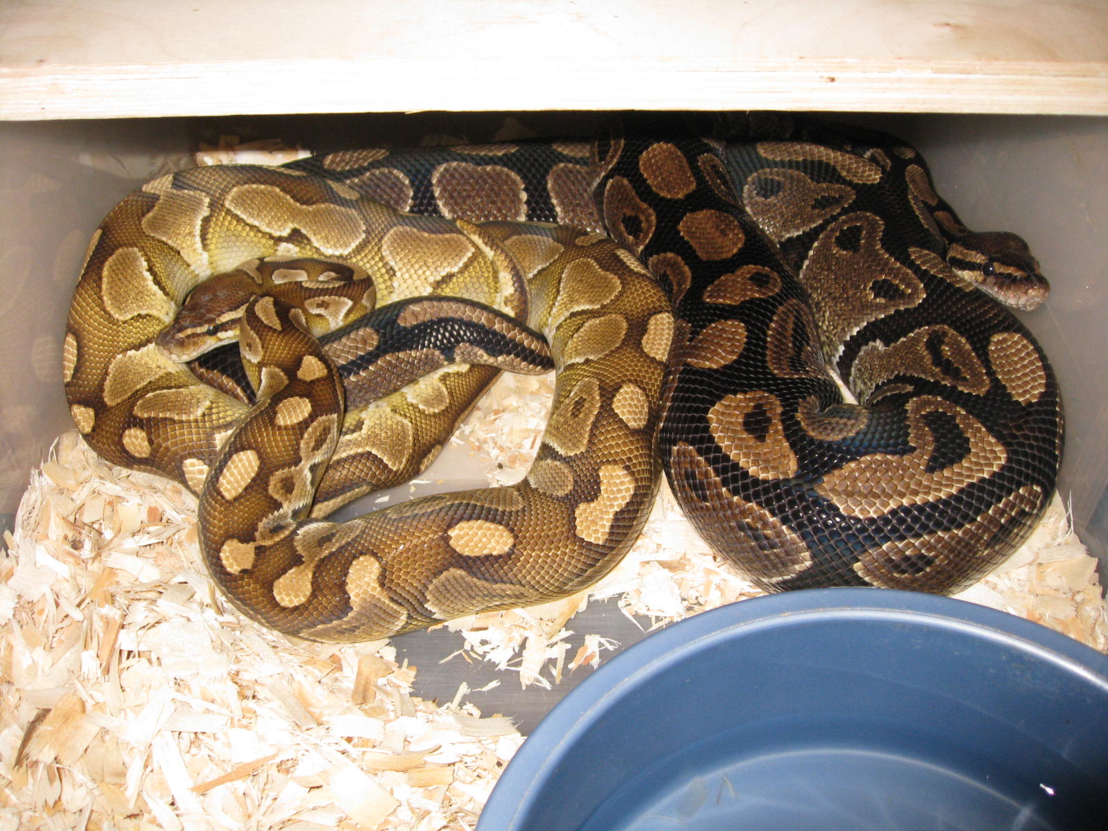 Lesser X Normal