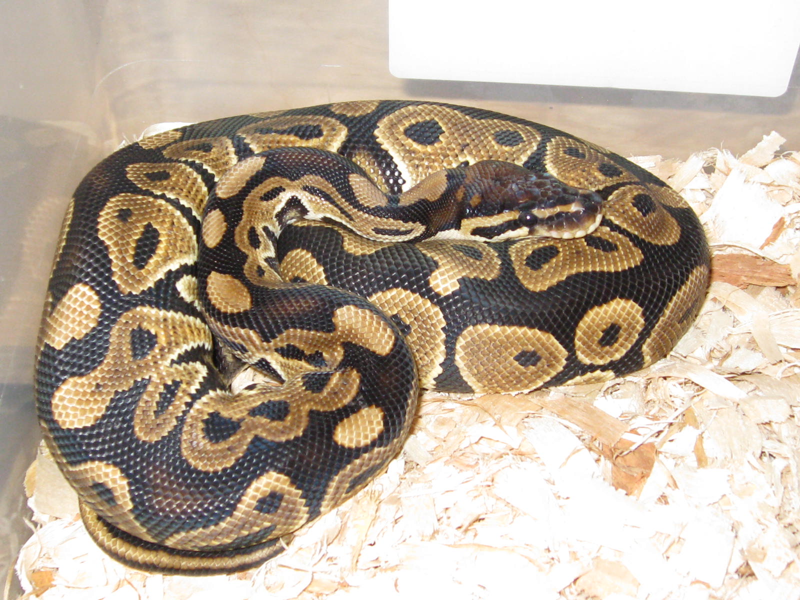 Het Red Axanthic