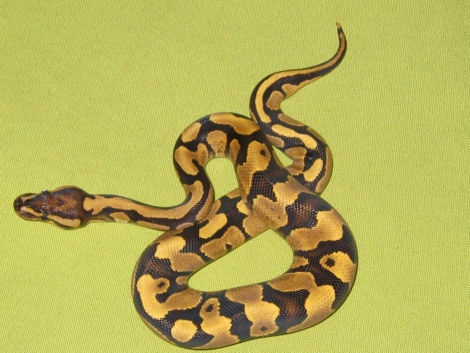 Ball Pythons