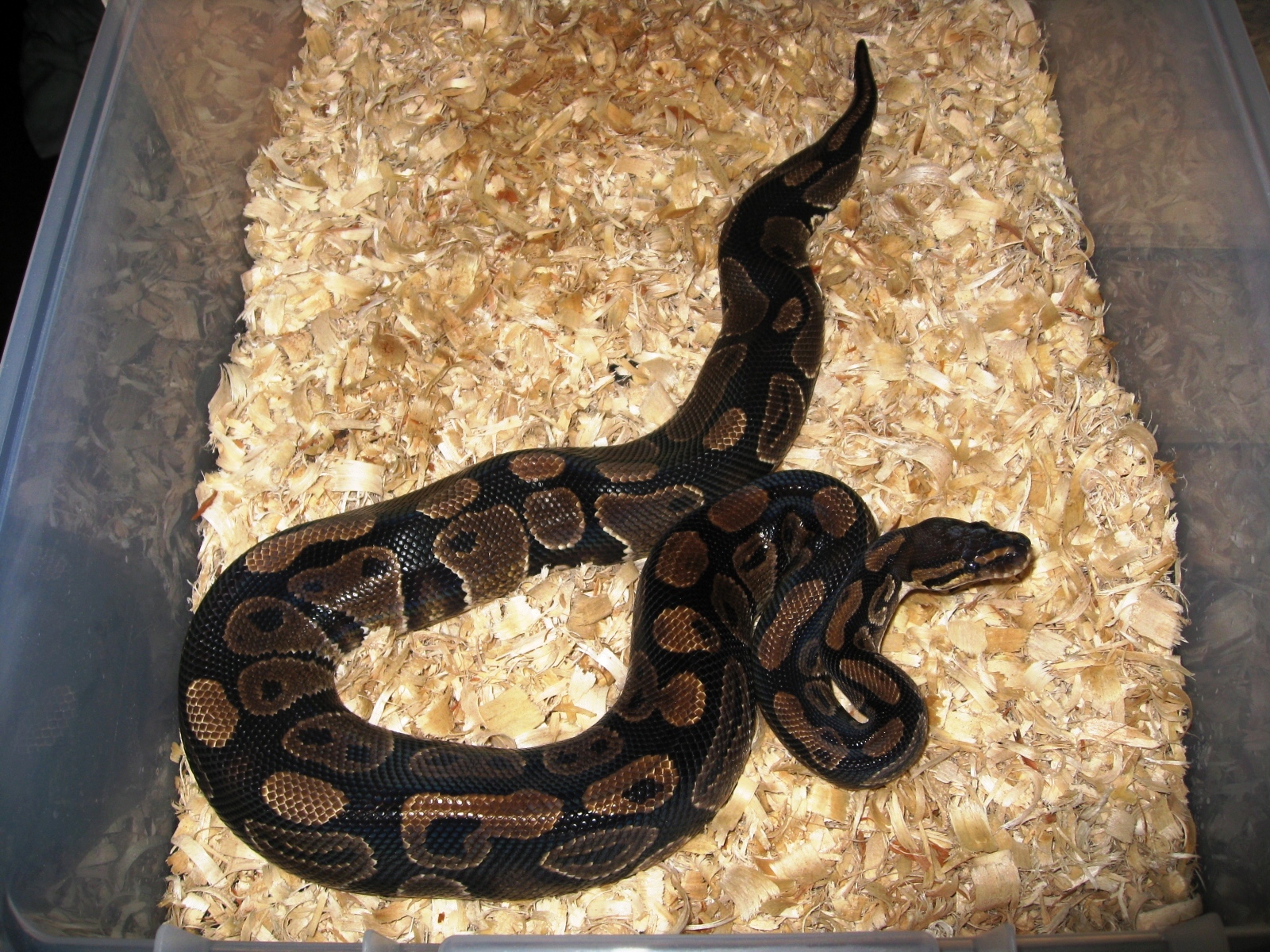 Ball Pythons