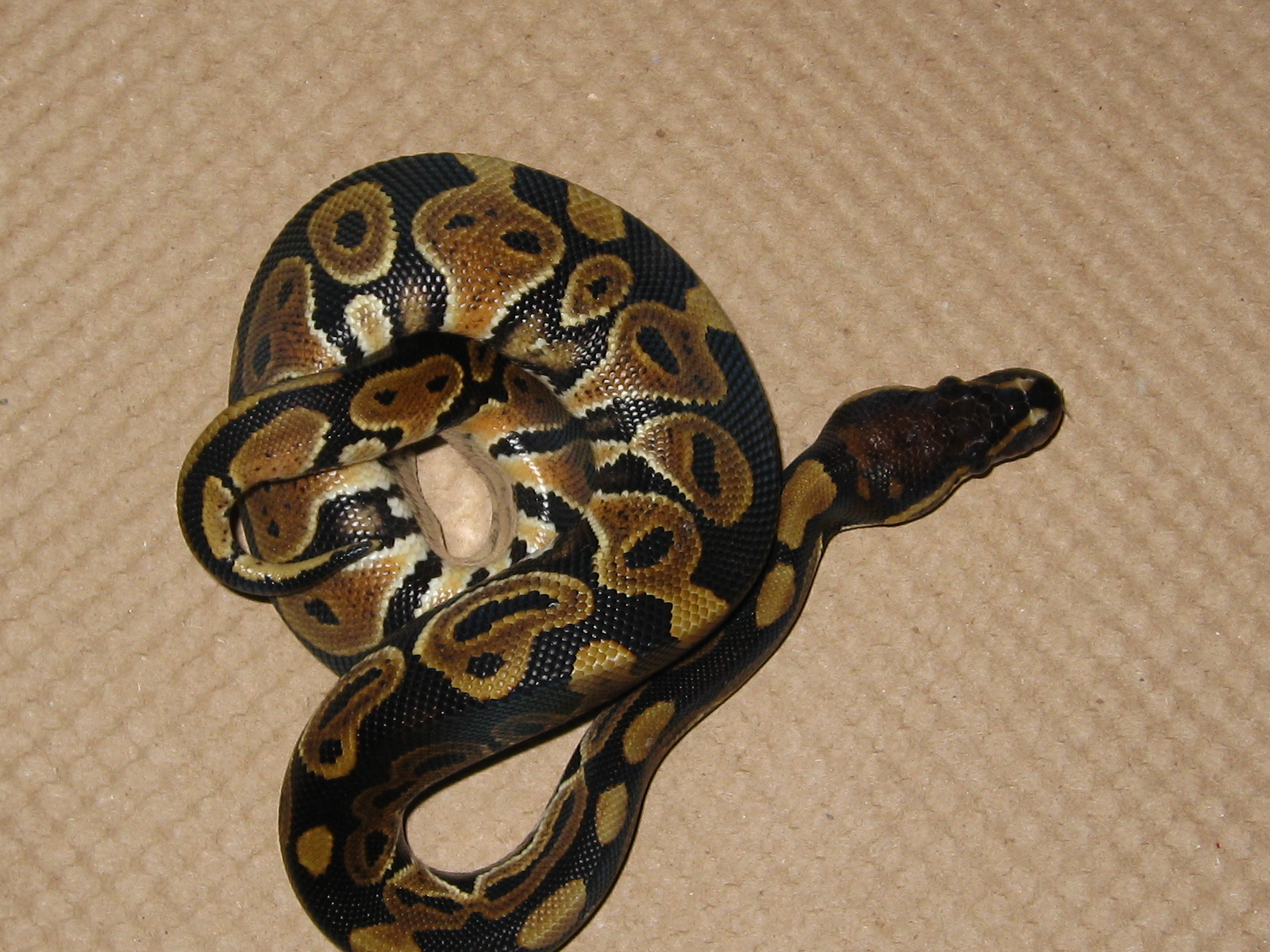 Ball Pythons