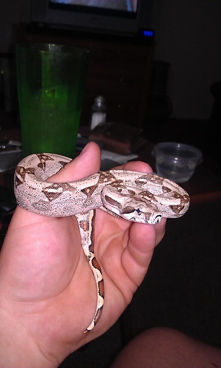 Female hypo.