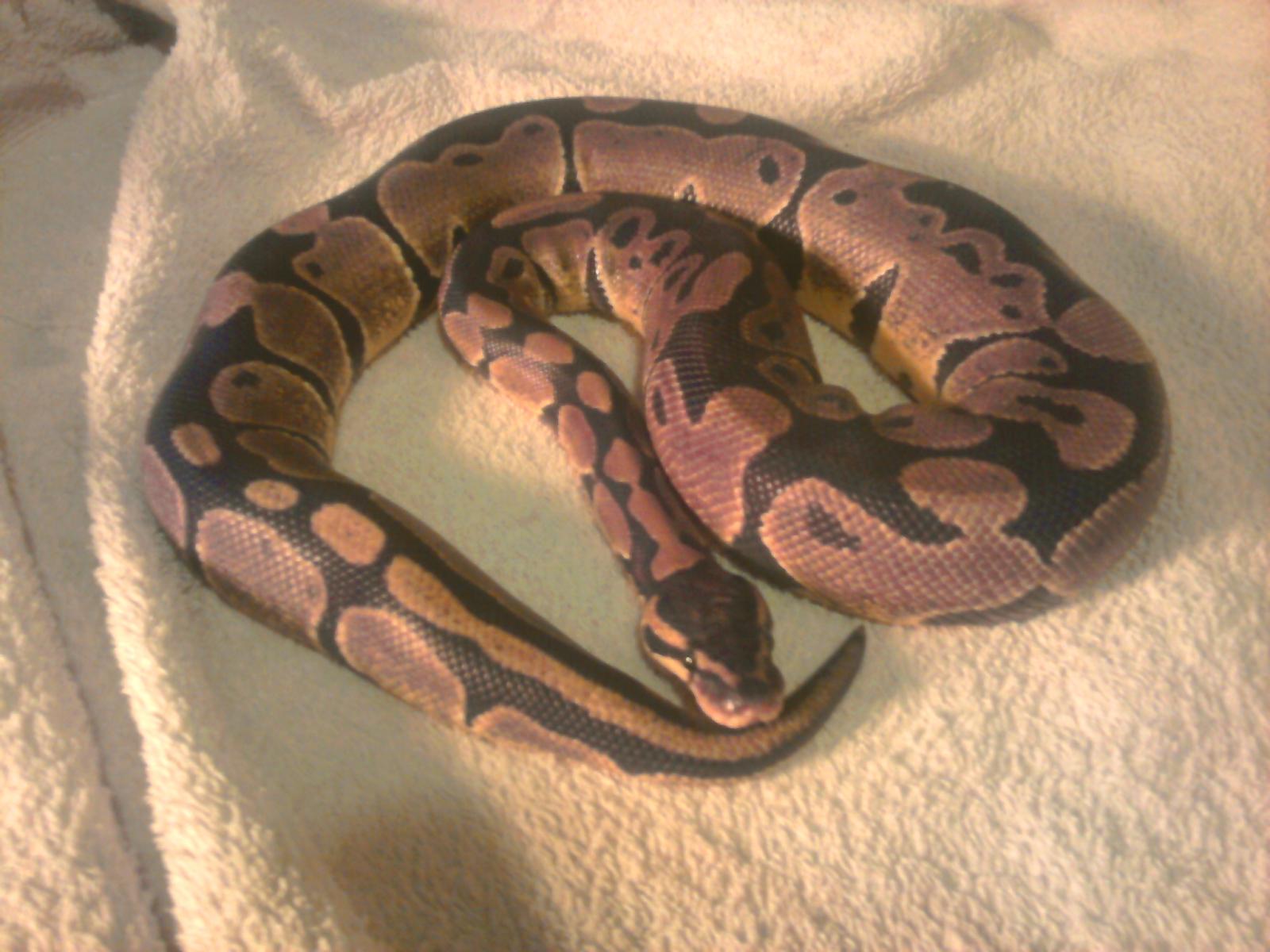 rubin