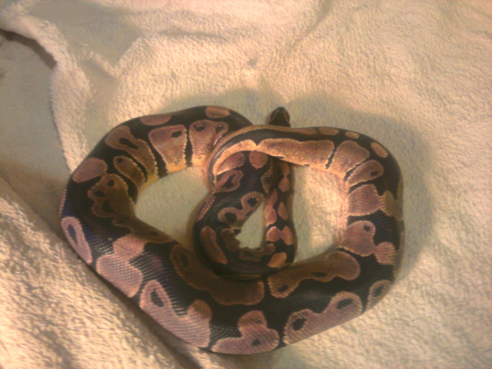 rubin